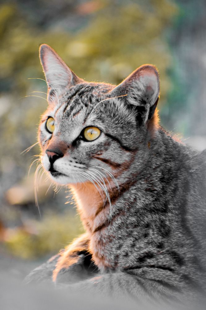 Photograph by ANKIT Sagar