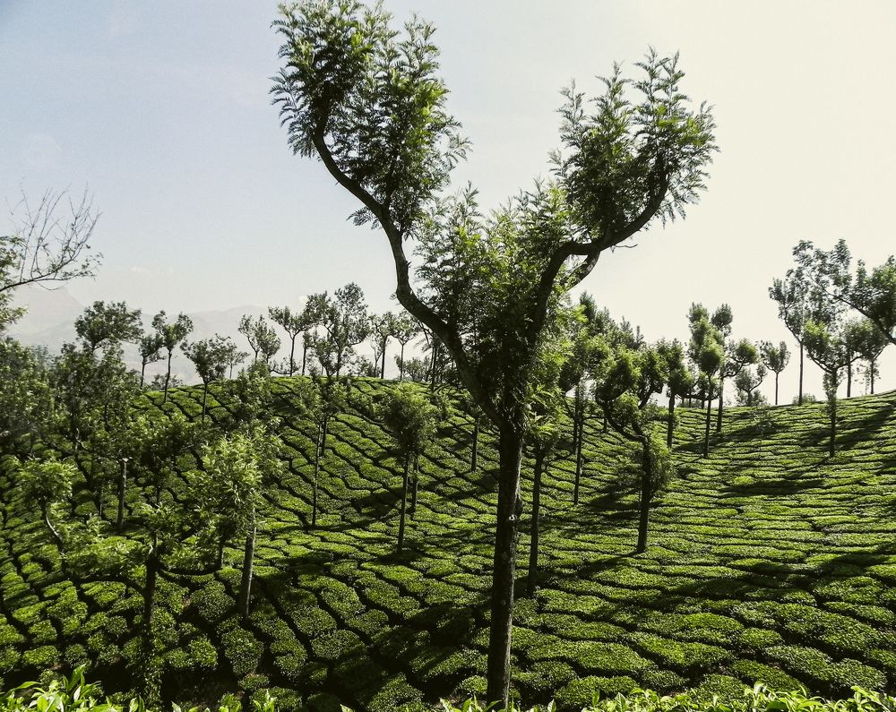 Photograph by Suparnojit Sarkar