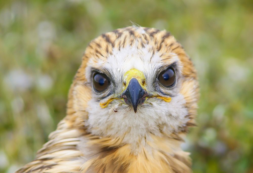 Взгляд хищника