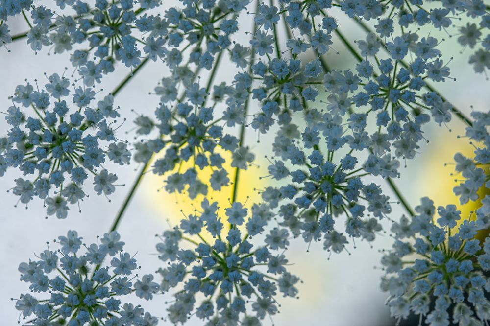 abstract macro of cow parsley flowers