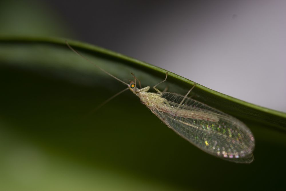 златоглазка