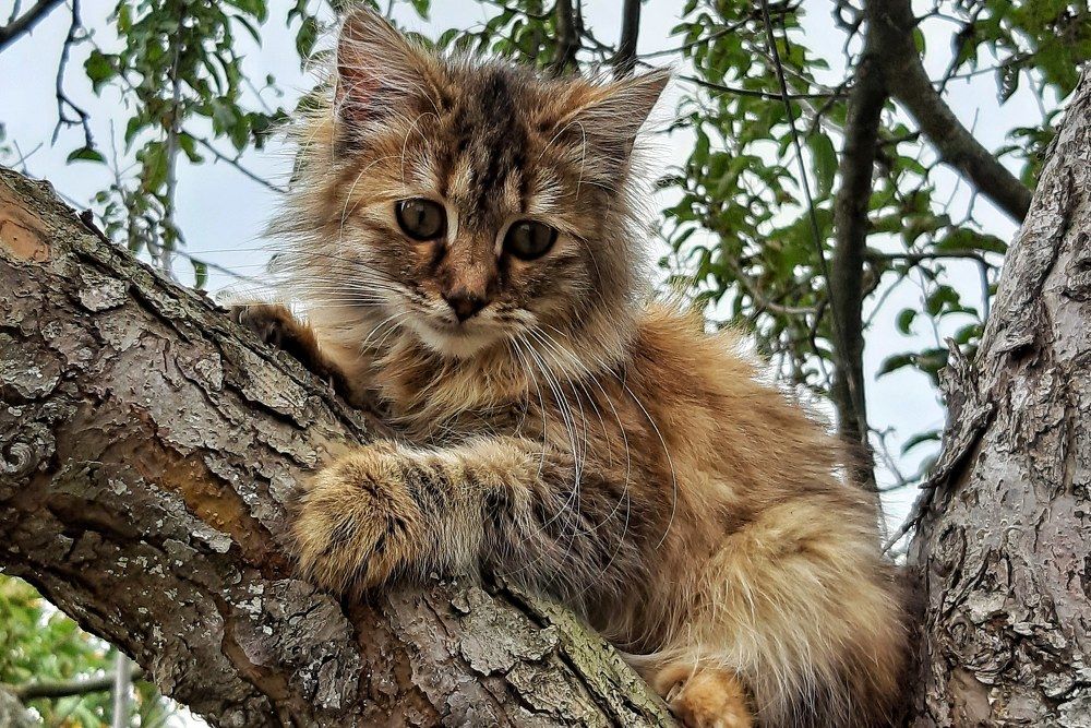 Photograph by Елена Котлярова