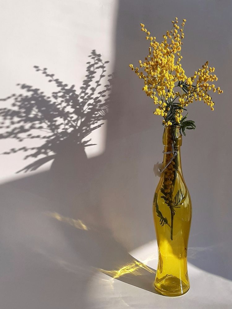 Натюрморт. Мимоза.