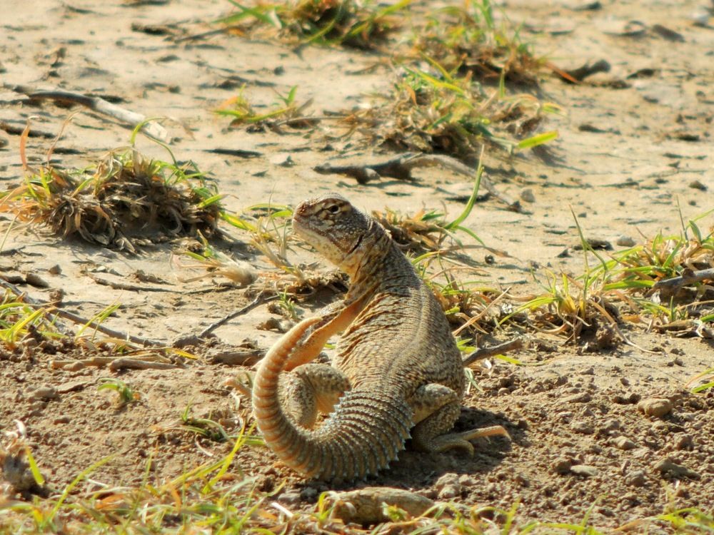 Spiny-Tail lizard