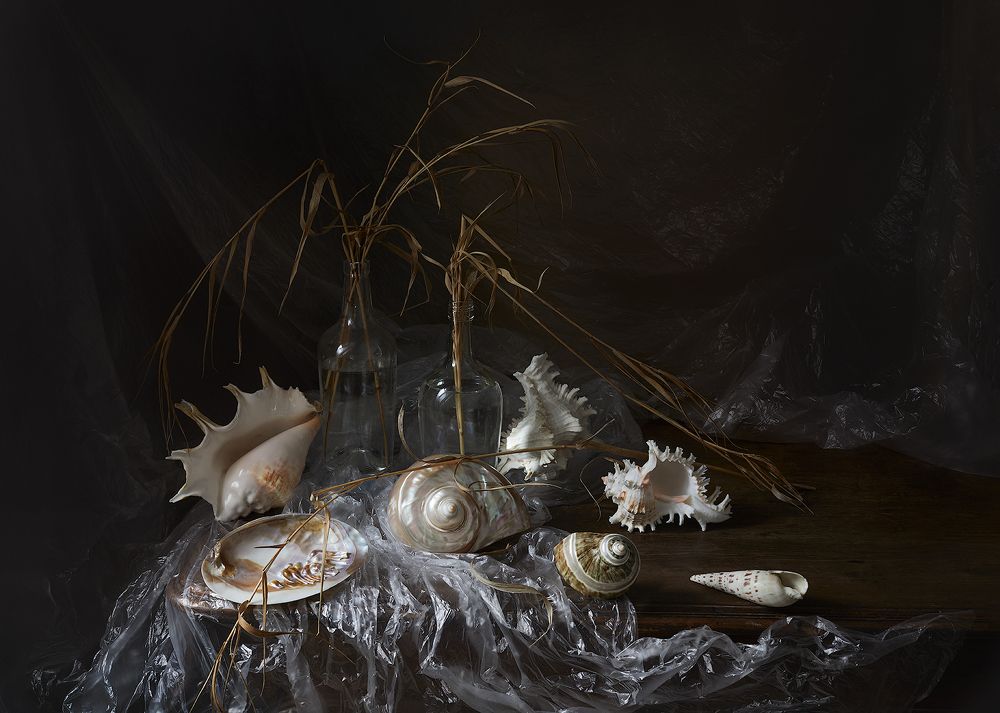 Натюрморт с морскими раковинами и сухой травой