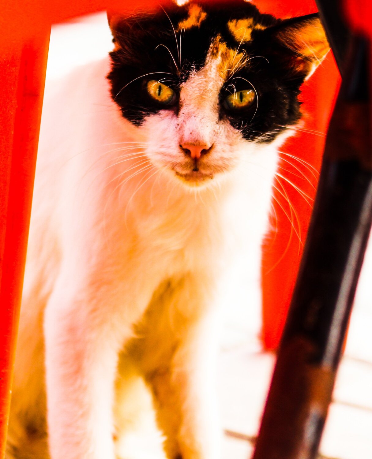 Photo #5961016