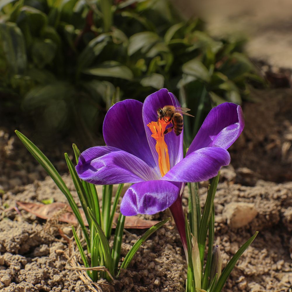 Весна Венчает Крокус и Пчелу