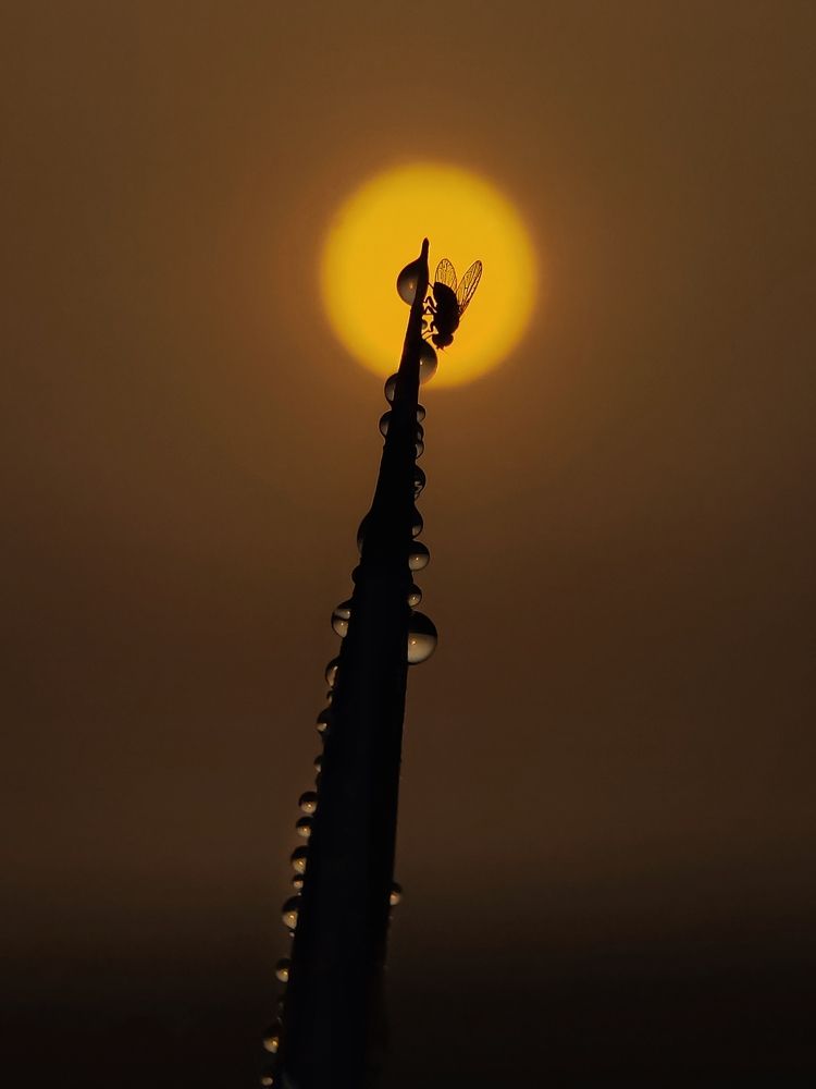 Trying to catch the sun