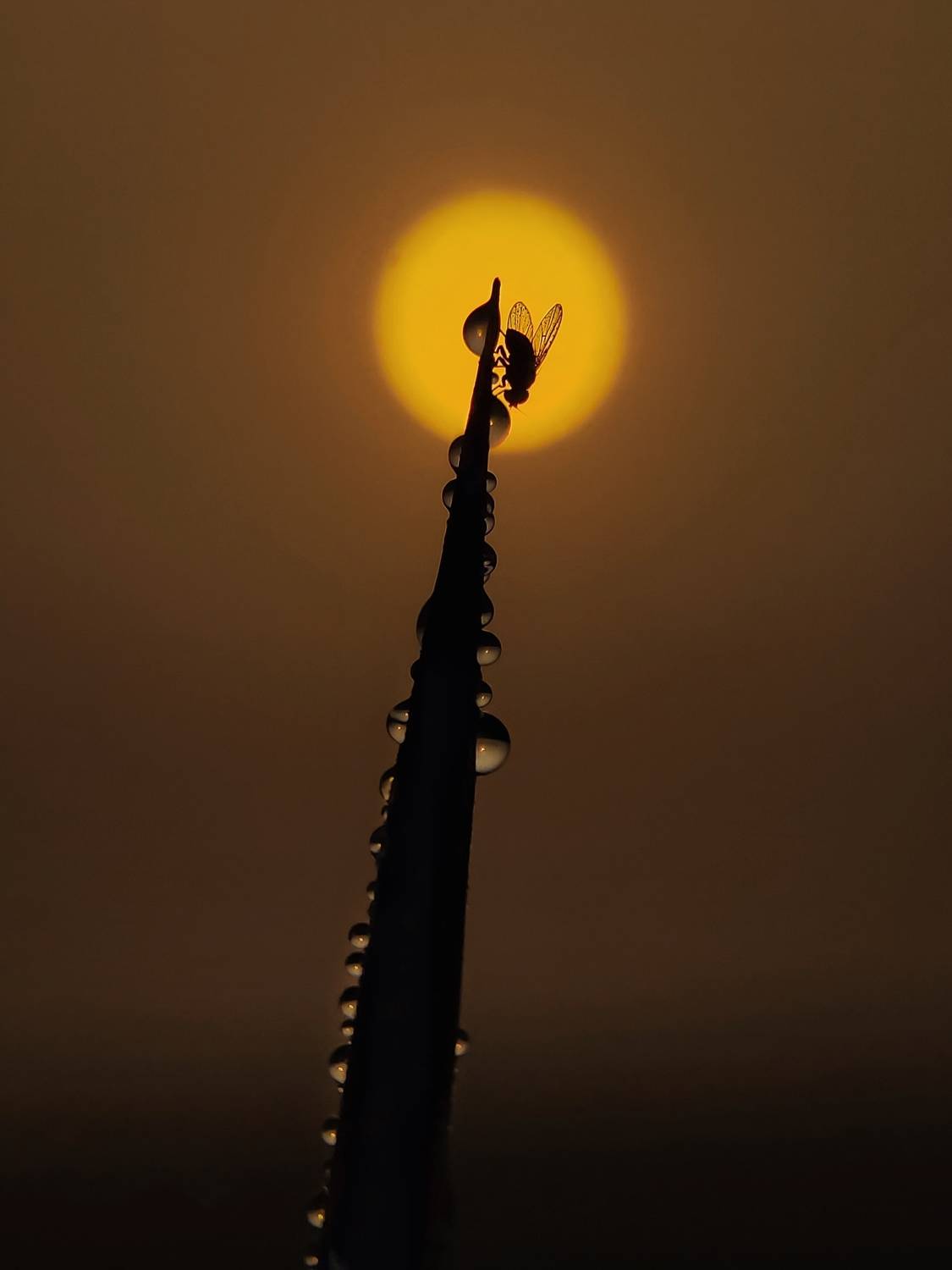 Trying to catch the sun