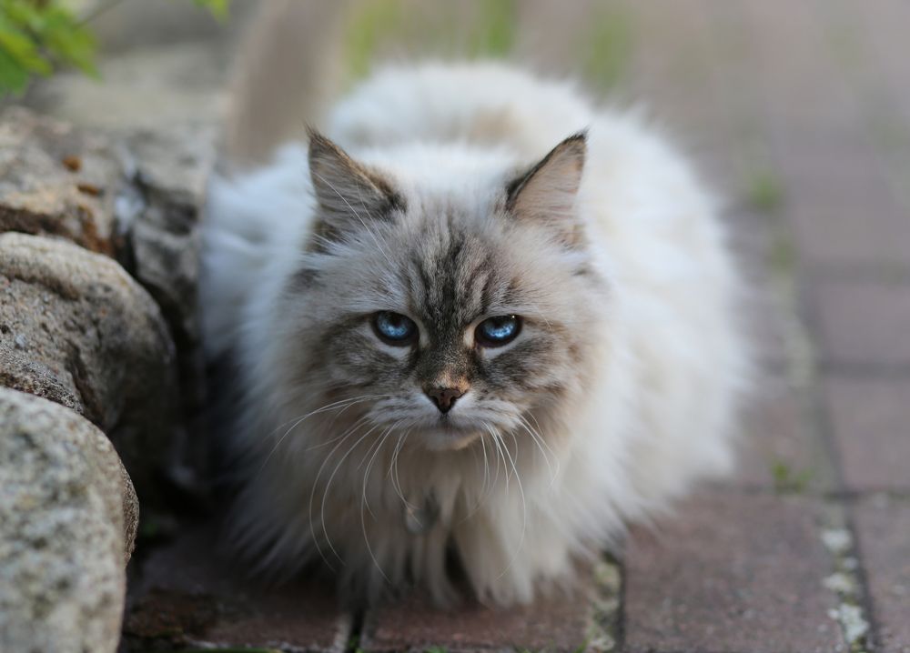 Photograph by Veronika Trubnikova