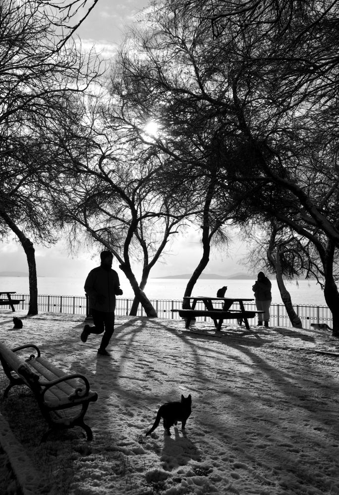 Snow, a man, a photographer, four cats..