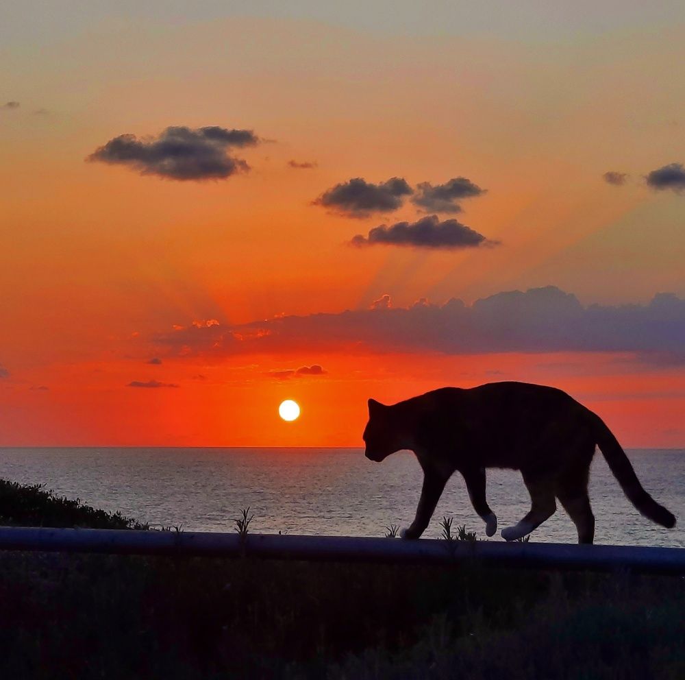 Чёрный кот на фоне заката средиземного моря , Израиль, город Нетаня-набережная