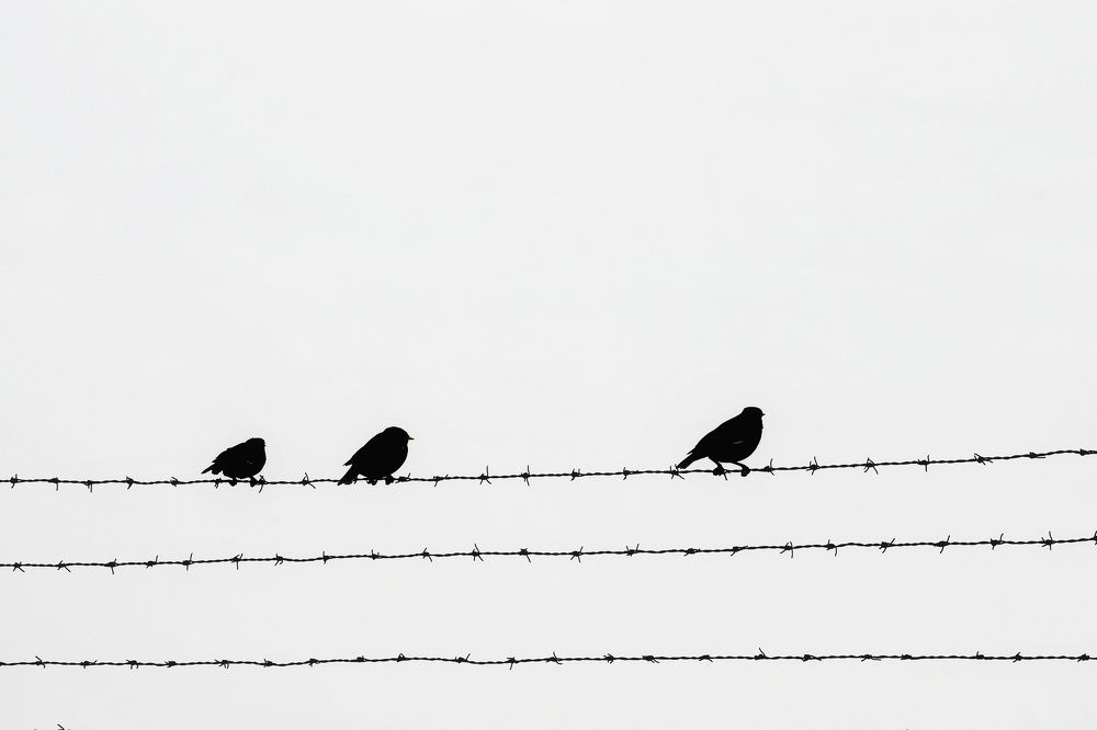 Photograph by hosseini farash seyedeh mohadeseh