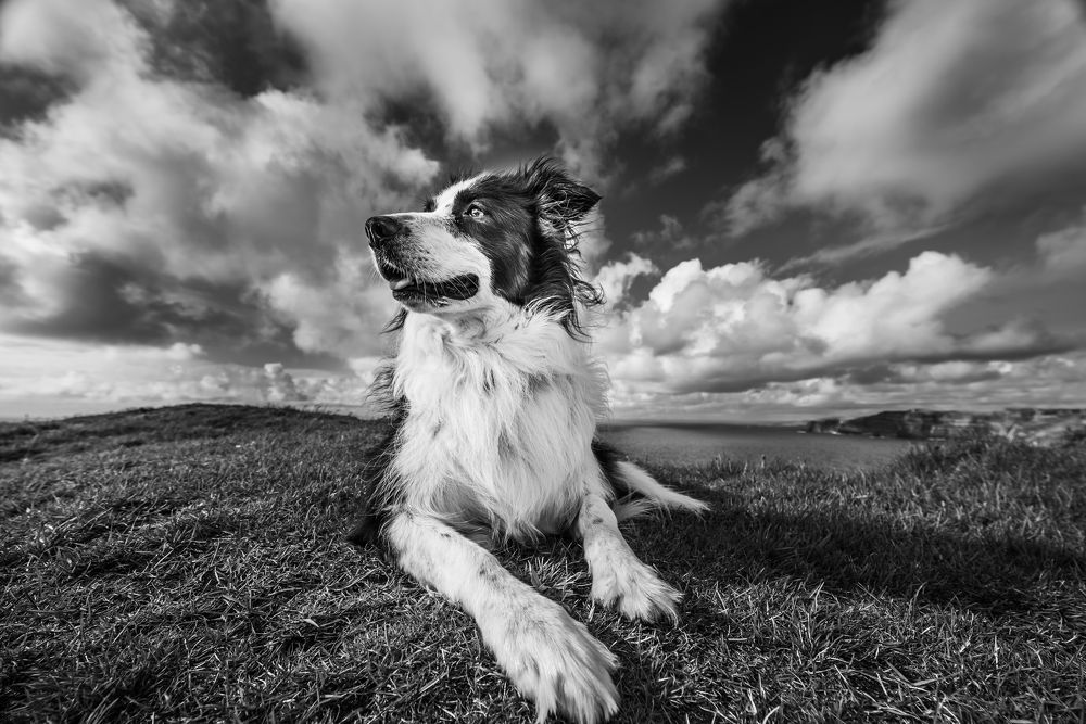 MORI - Border Collie