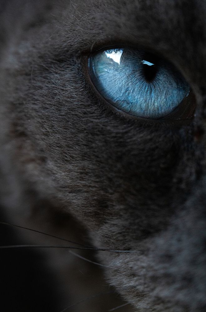 Взгляд хищника.