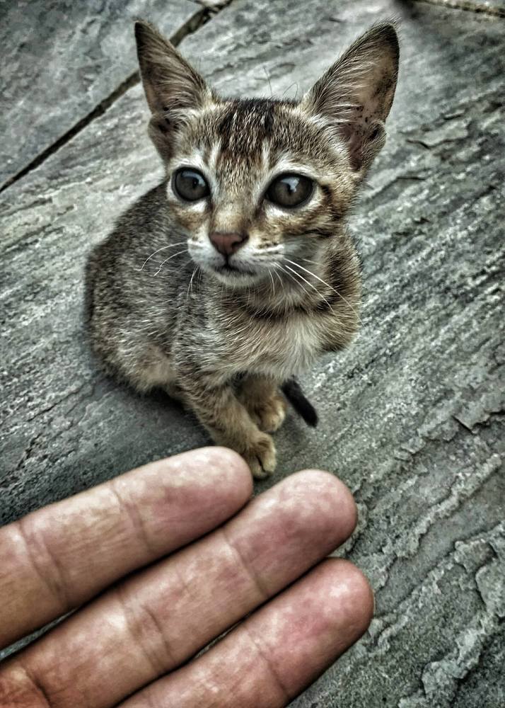 eye for eye makes whole world blind