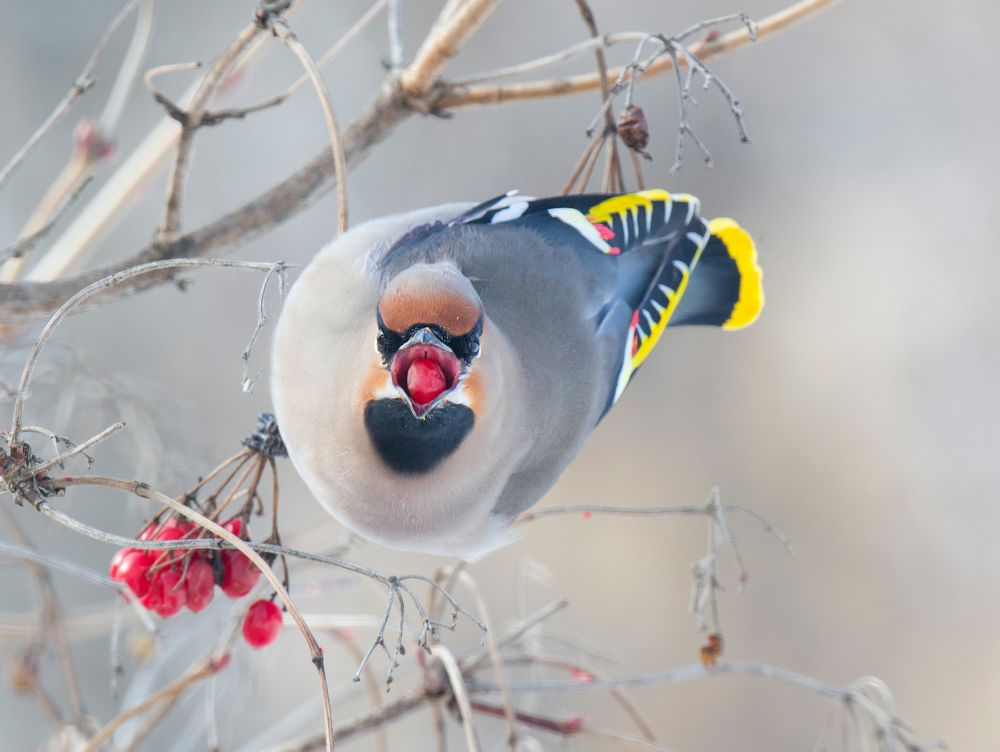 Свиристель