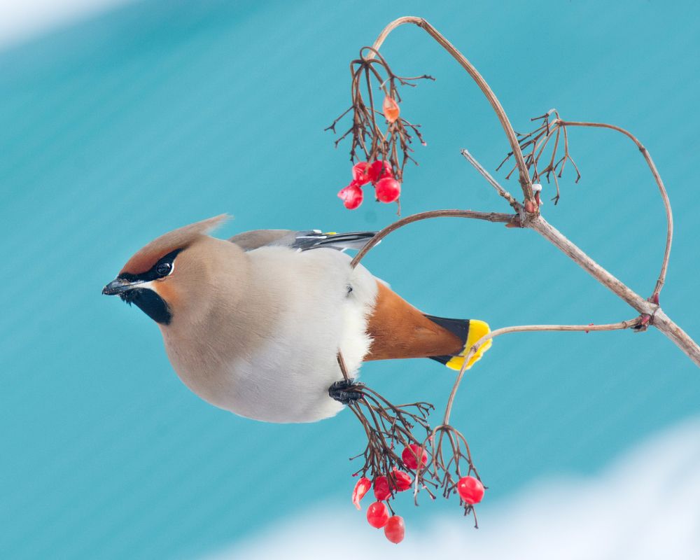 Свиристель