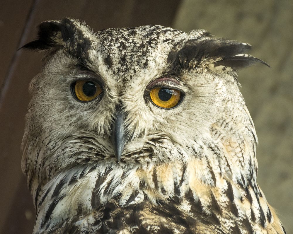 Фотография автора Анатолий Зверев