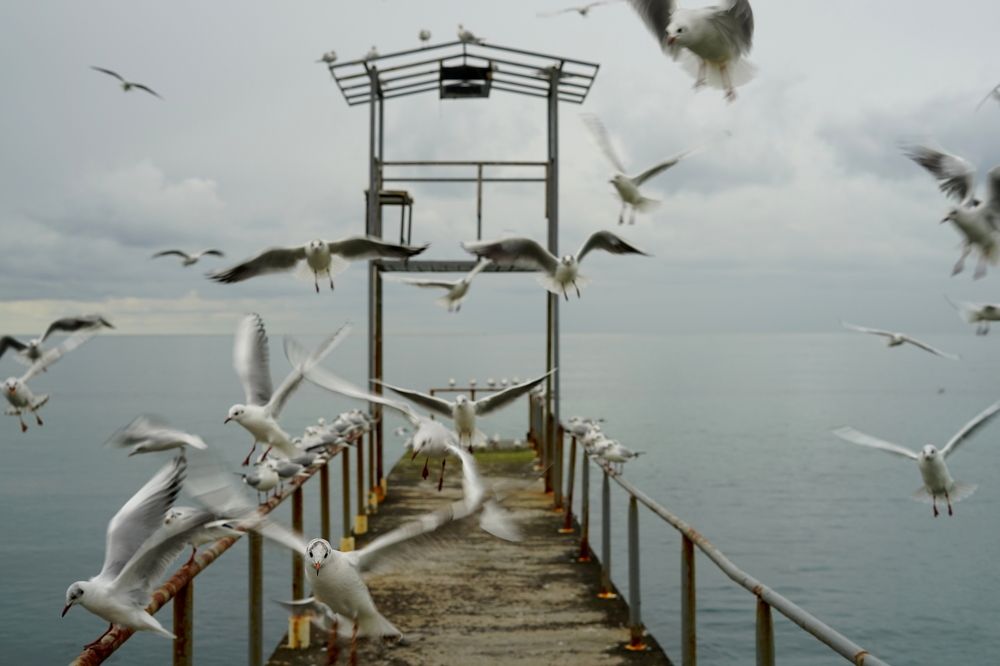 Fly fly fly