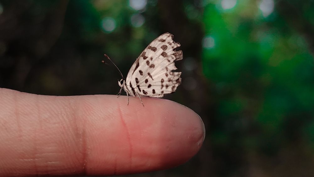 Loving Butterfly