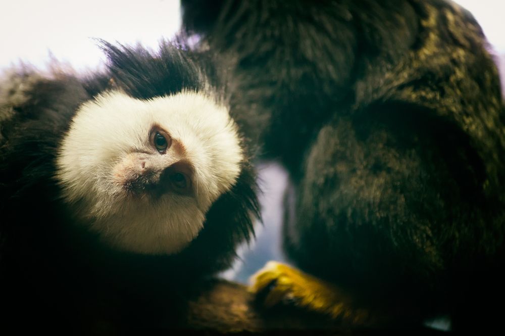 White Headed Marmosets