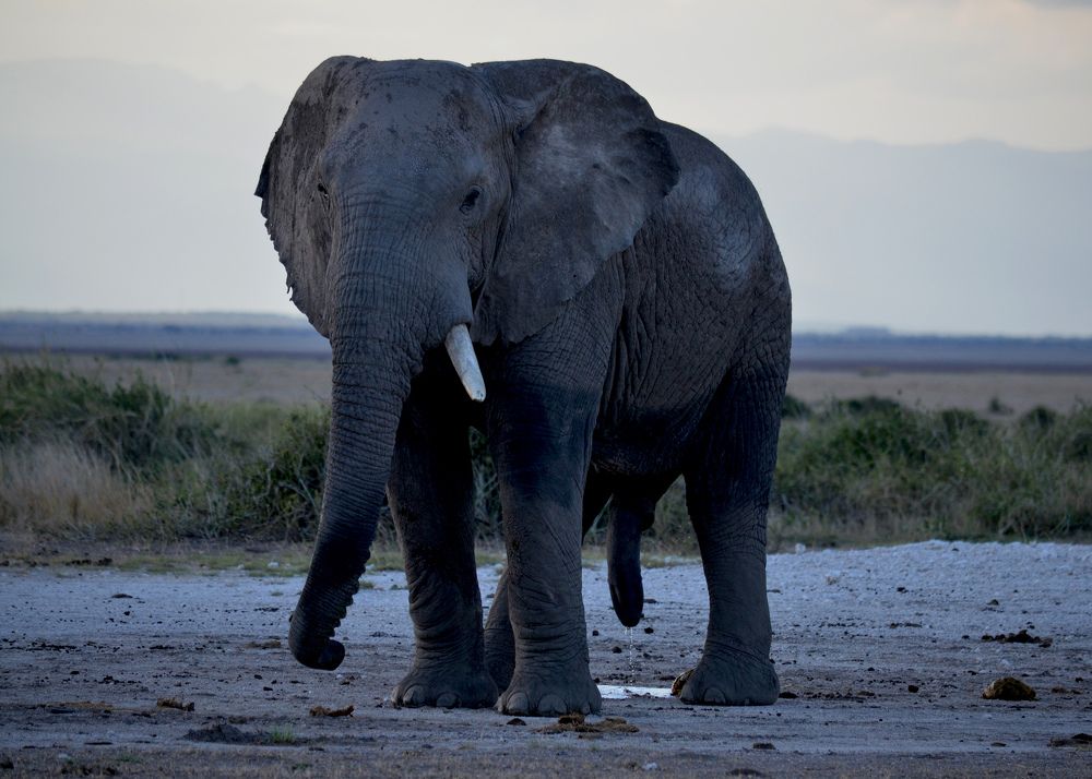 Photograph by Murad Rajabali Habib