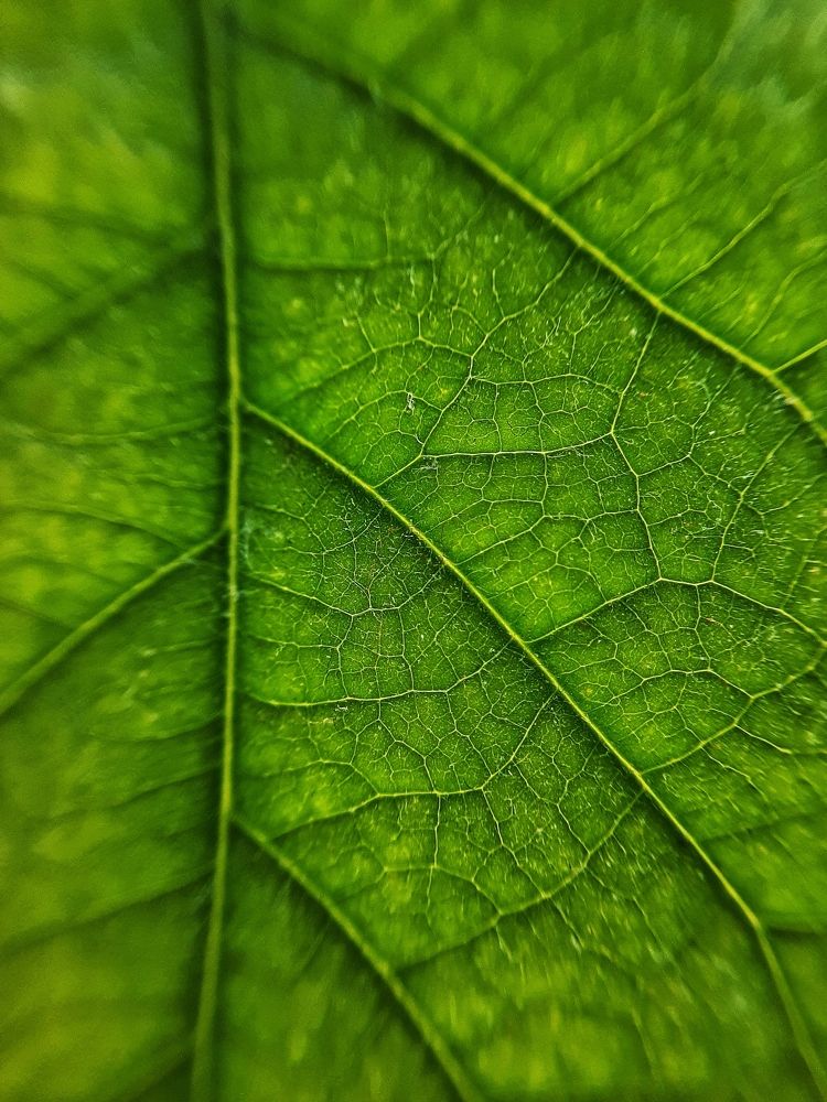 Фотография автора Виктория Мешкова