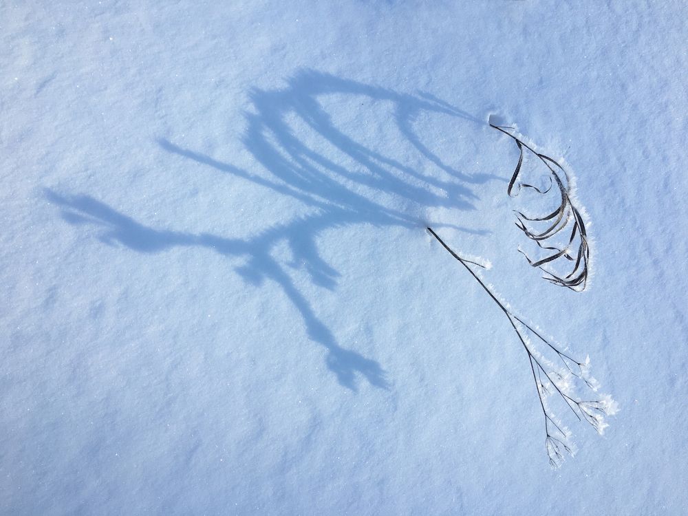 Зимний иероглиф