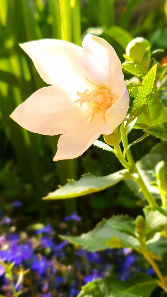 Фотография автора Angun Angusha