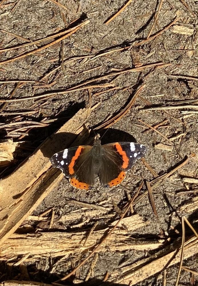 Photograph by Ирина Молибог