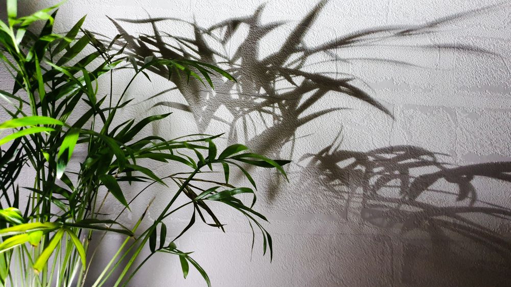 Photograph by Svetlana Zelyanina