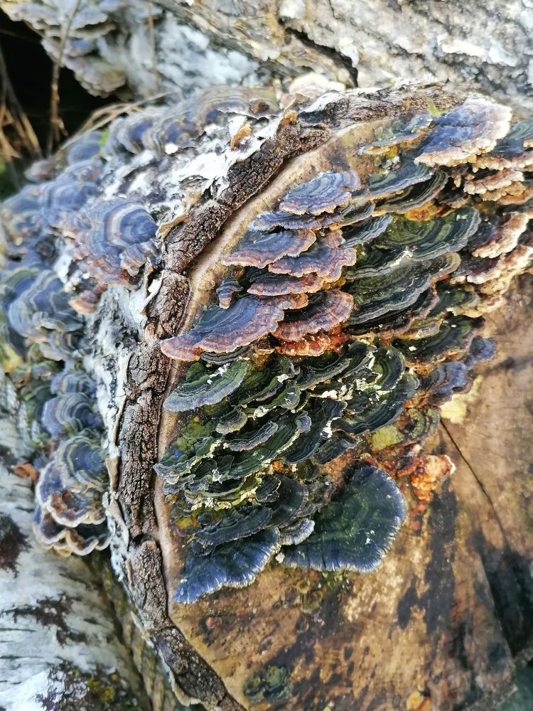 Photograph by Svetlana Simanska