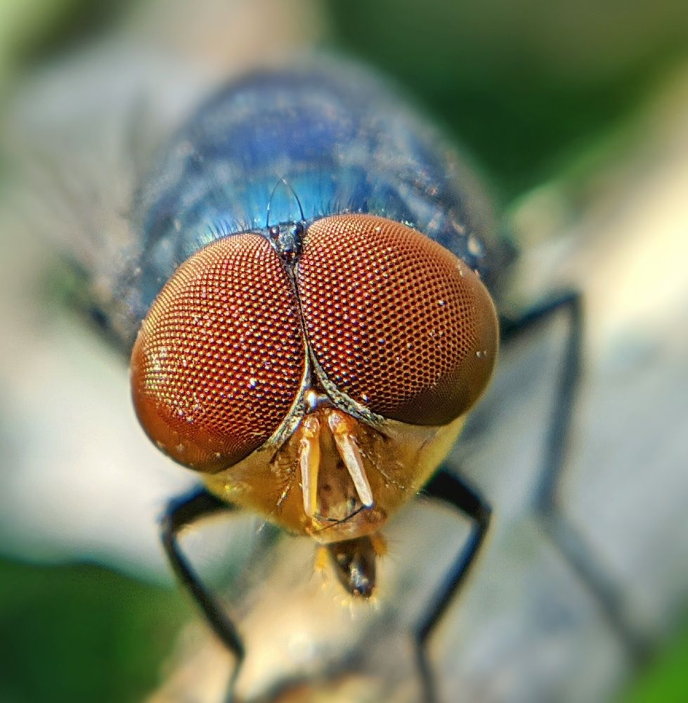 Photograph by Manoj Roy