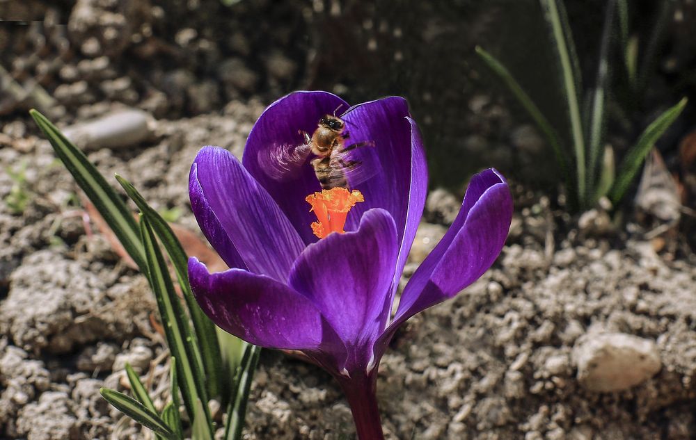 Своя территория