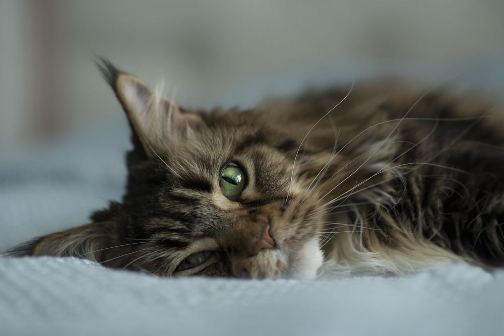 Photograph by Анна Цыплакова