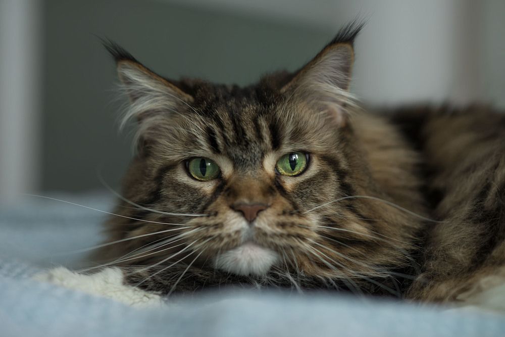 Photograph by Анна Цыплакова