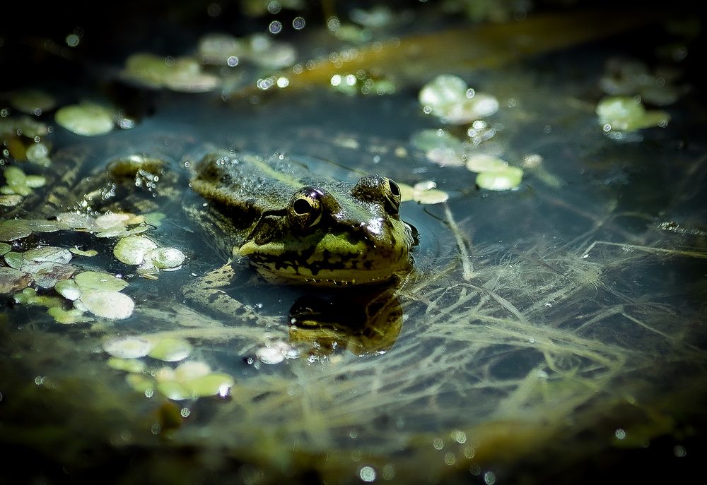 Любопытная