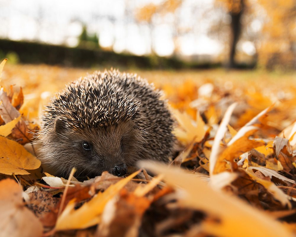 Photograph by Леонид Соснин