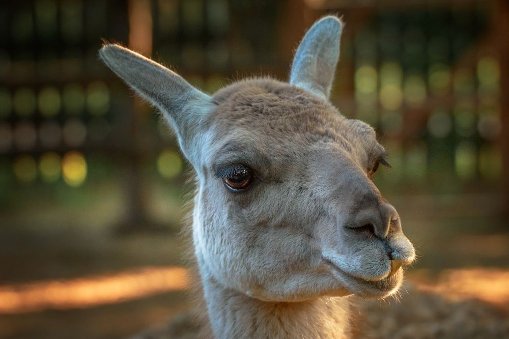 Гуанако (лама).