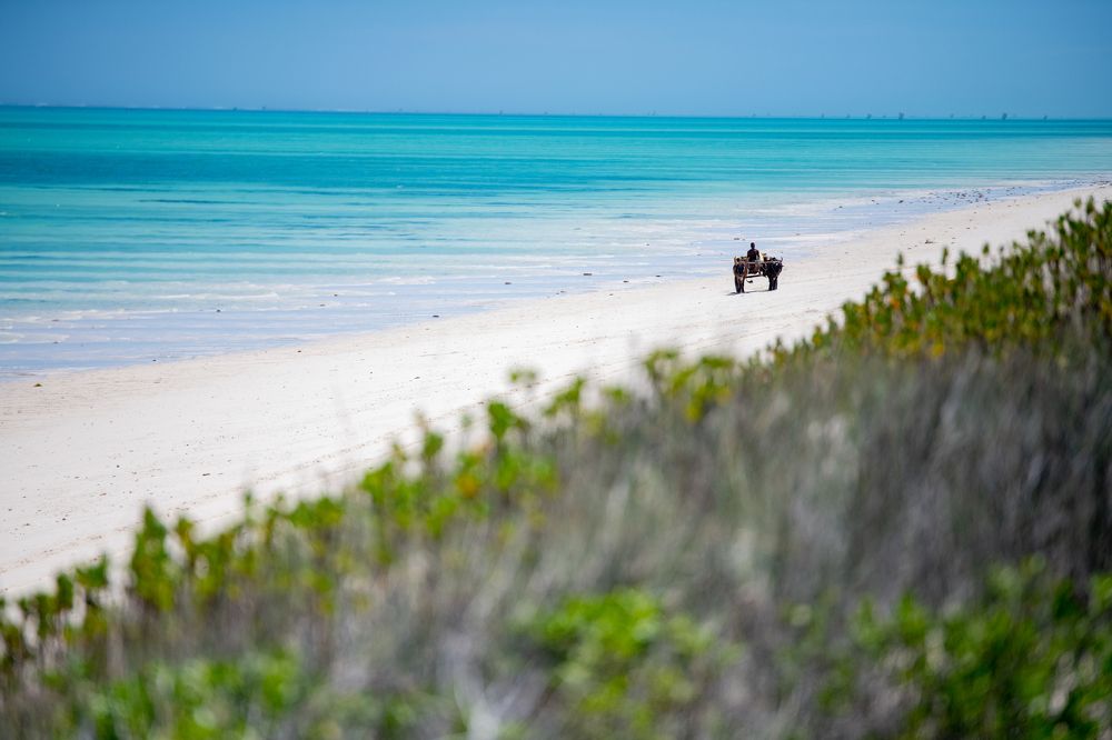The cow cart by the sea...