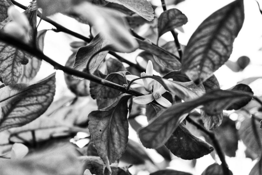 Photograph by Narjes Al_Bayat (Narjes Alzahraa)