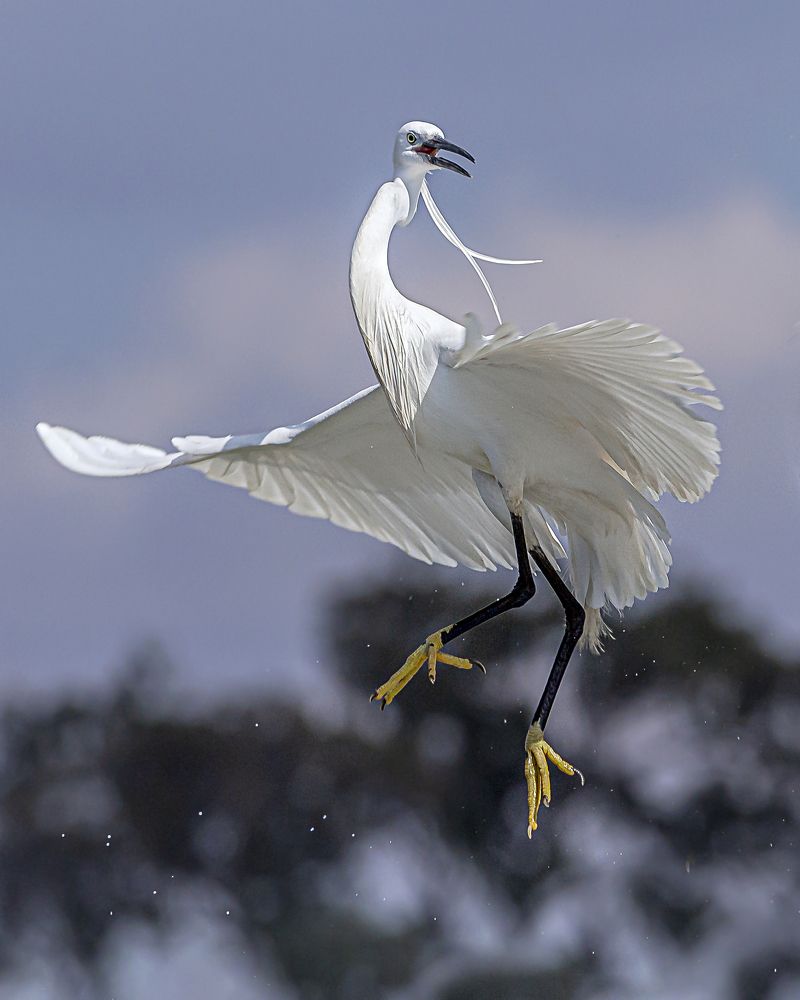 The Little Egret bird.