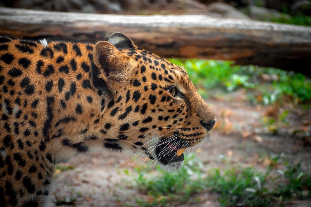 Photograph by Волков Станислав