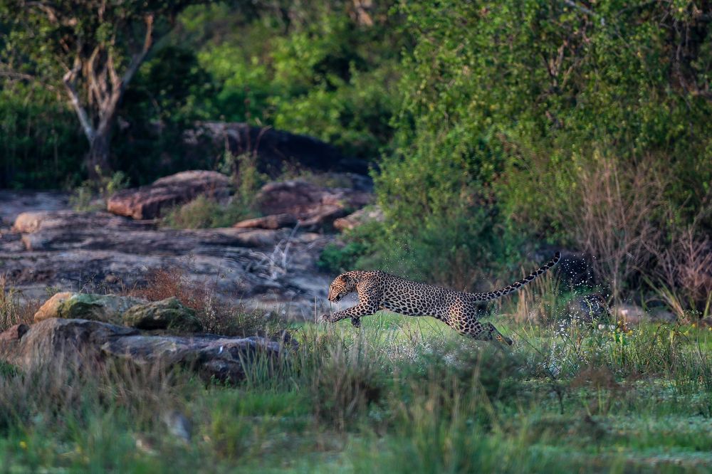 Photograph by Kushan Jayasundara
