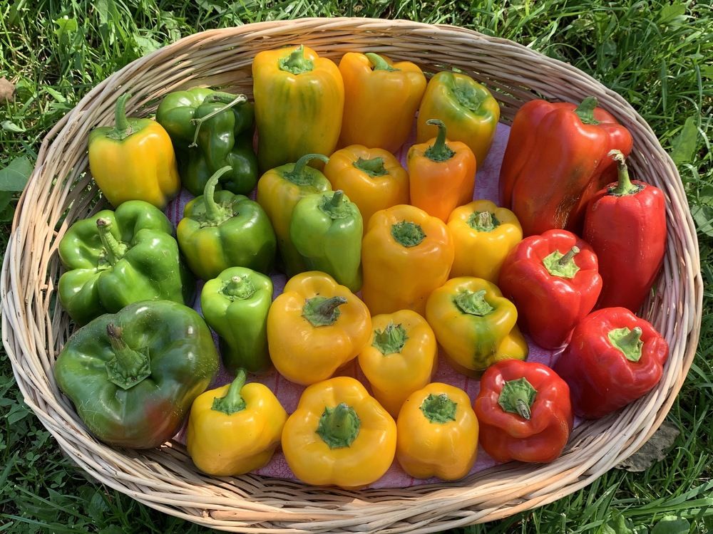 Светофор из перца