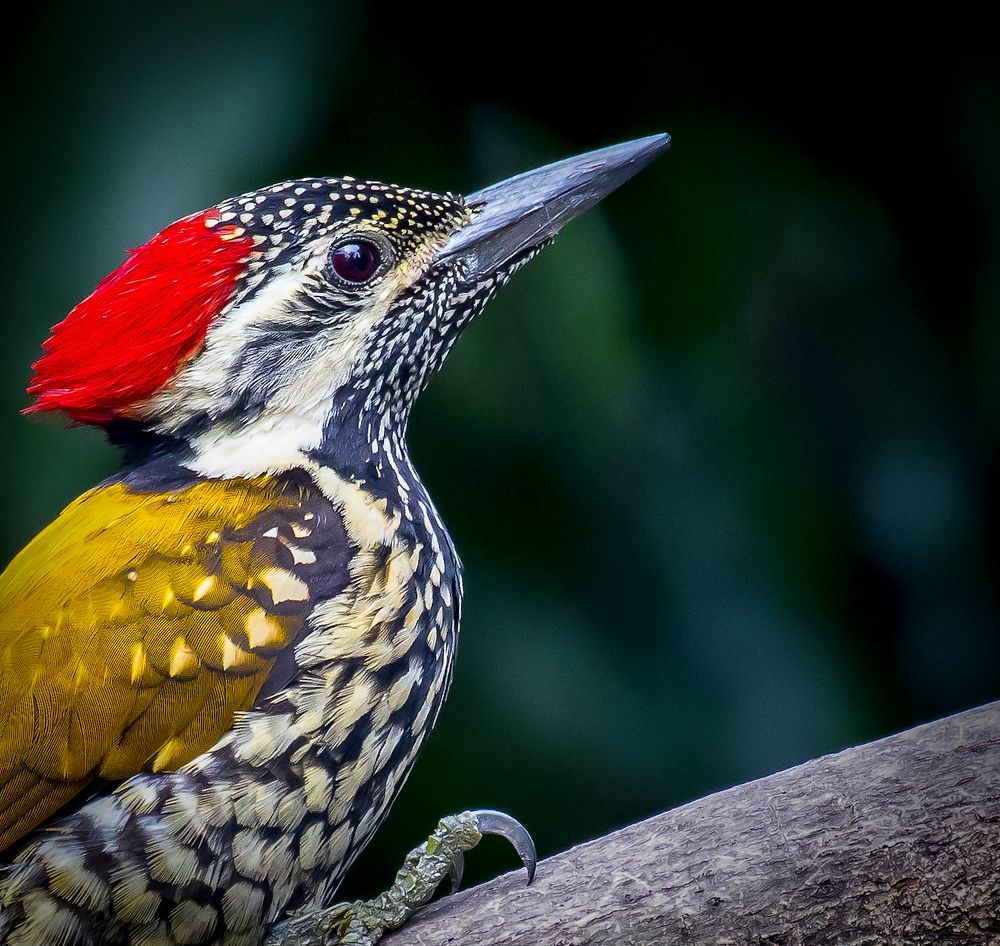 Фотография автора Grace Rani