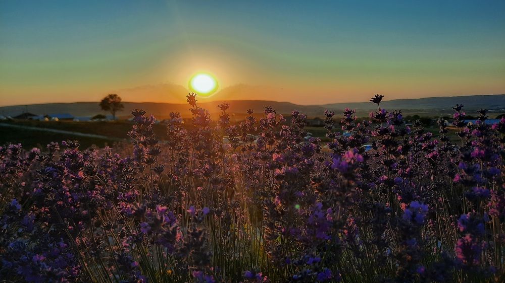 Бескрайнее лавандовое поле
