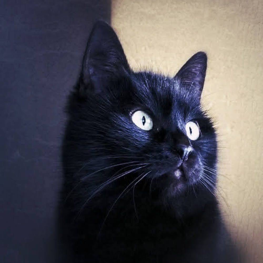 Кот