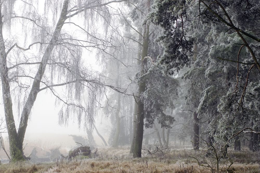 Photograph by Rolandas Valančauskas